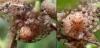 Theridion sp.